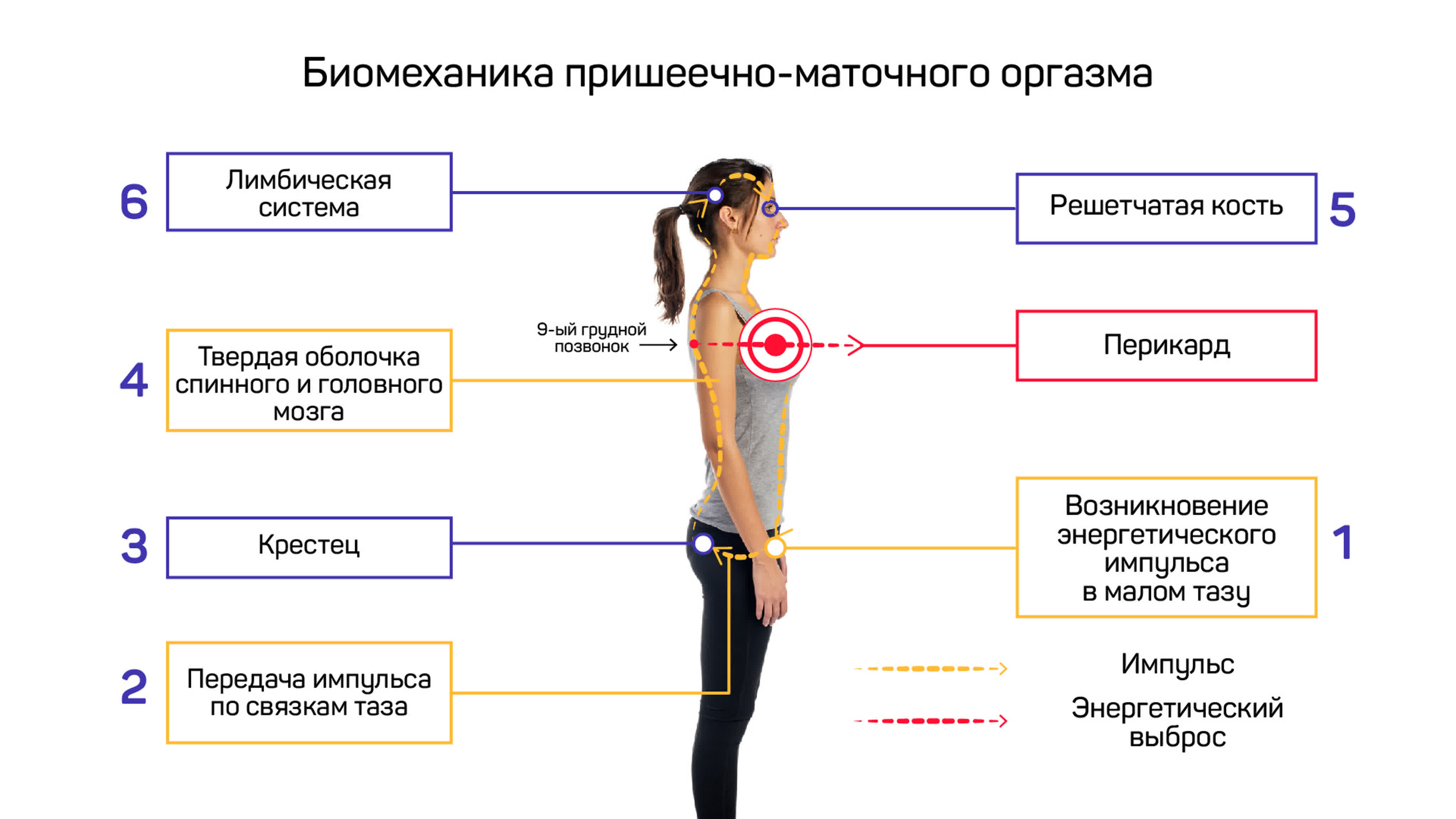 Что Происходит При Занятии Сексом Что Происходит При Занятии Сексом