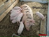 Елена Шепелева фотография #4 (источник - https://vk.com/id76216478)