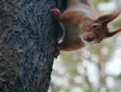 Євка Ес-Кар-Го фотография #34 (источник - https://vk.com/id63822917)