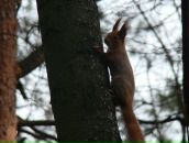 Євка Ес-Кар-Го фотография #37 (источник - https://vk.com/id63822917)