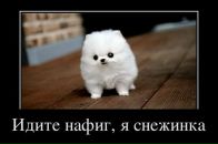 Наталия Беляева фотография #31 (источник - https://vk.com/id55362)