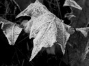 Попіл Троянди фотография #39 (источник - https://vk.com/id143507065)