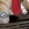 Артьом1к Твойласкавийзайка!!!!!====== фотография #22 (источник - https://vk.com/id147648234)