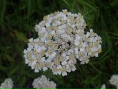 Фотография Романовой Галины