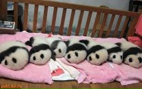 Фотография Вандель Инги