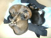 Фотография Гордейчик Анны