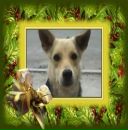 Лізуся Собачкінна фотография #20 (источник - https://vk.com/id145886257)