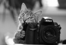 Фотография Стеткевича Валерия