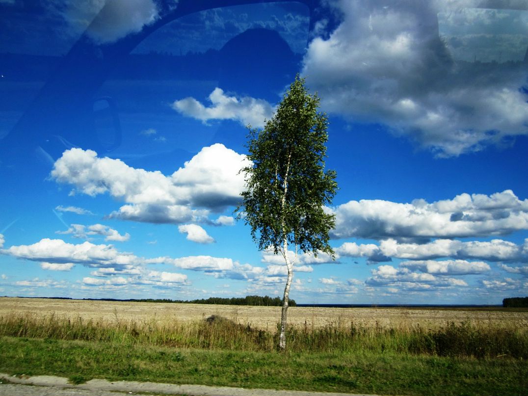 Яблоко Зеленое фотография #24
