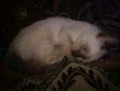 Nataly Raikkonen фотография #41 (источник - https://vk.com/id62653)