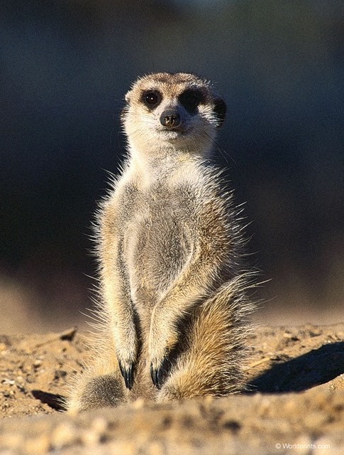 Георгий Жегусов фотография #38