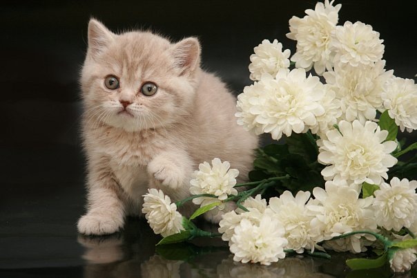 №19, Екатерина Смолева, 27 лет, Киров №19, Екатерина Смолева, 27 лет, Киров