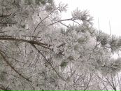 Ліля Когут фотография #46 (источник - https://vk.com/id71418373)
