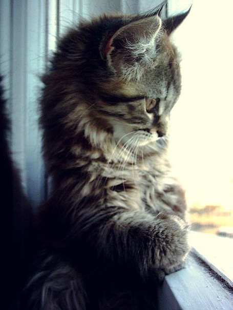 №16, ラムセス大王 管理者 №16, ラムセス大王 管理者