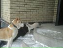 Сергій Топольницький фотография #45 (источник - https://vk.com/id101146696)