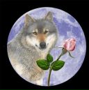 Фотография Серого Волка