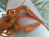 Фотография Яковлева Николая