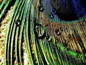 Фотография Novikova Dasha