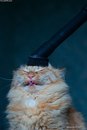Фотография Иванов Александр
