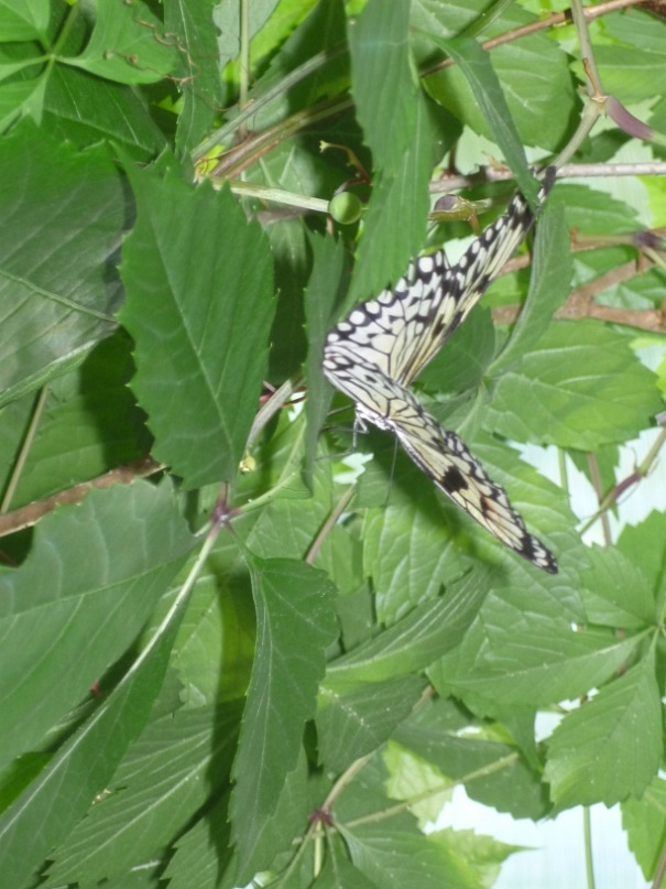 Катерина Латнер фотография #5