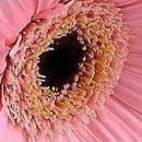 Ірина Кукурудза фотография #41 (источник - https://vk.com/id22514152)