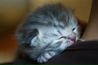 Фотография Николаев Василий