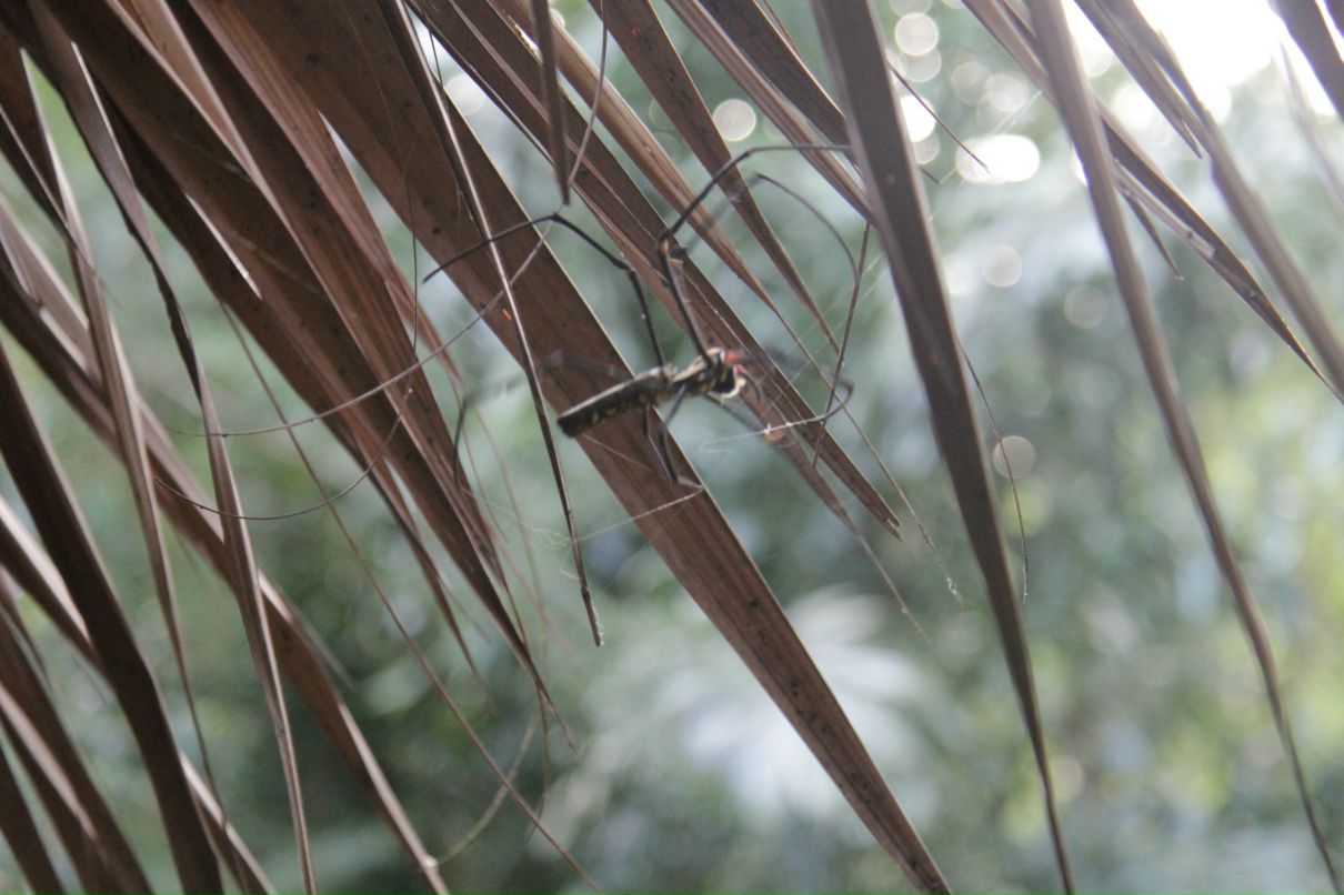 Дмитрий Симонов фотография #32