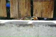 Anton Vorobyev фотография #12 (источник - https://vk.com/id428673)