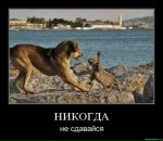Фотография Спелаясадовой Сливы