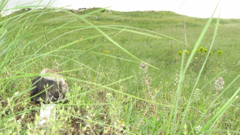 Lion Cat фотография #13