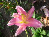 Фотография Волкорезовой Василины