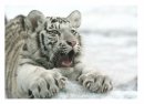 Лия Куроу фотография #6 (источник - https://vk.com/id20237428)