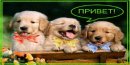 Степан Карпяк фотография #33 (источник - https://vk.com/id31070966)