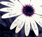 Романія Легета фотография #48 (источник - https://vk.com/id13435607)