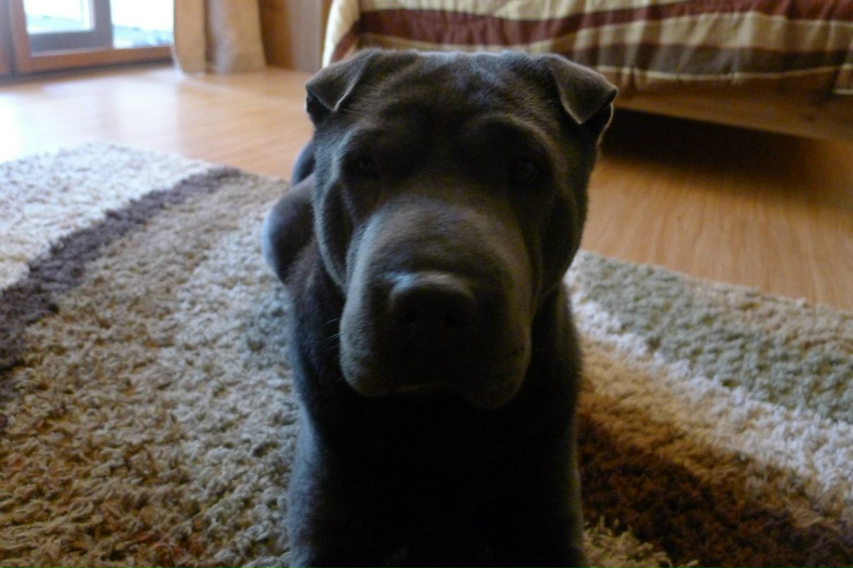 Tymur Newcomb фотография #24