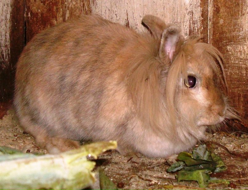 Алина Стом фотография #20