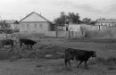 Οлег Κарпов фотография #46 (источник - https://vk.com/id674648)