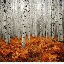 Фотография Ниламбары Лары