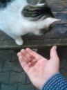 Кєша Котович фотография #15 (источник - https://vk.com/id58109949)