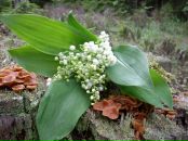 Фотография Василенко Натальи