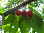 Марія Манко фотография #42 (источник - https://vk.com/id21332115)