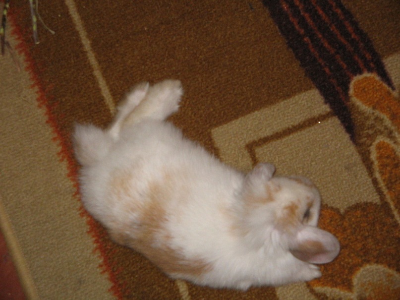 Натали Аракелян фотография #37