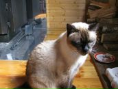 Igor Petrov фотография #35 (источник - https://vk.com/id1485050)