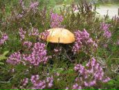 Фотография Патриной Елены