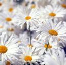 Діана Жарська фотография #41 (источник - https://vk.com/id160983170)