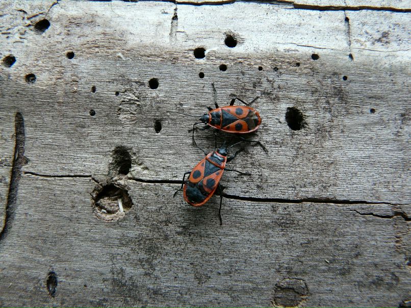 Тёма ... фотография #14