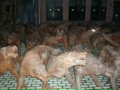 Баймец Мастер фотография #18 (источник - https://vk.com/id1058307)