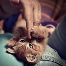 Анастасія Дмитрук фотография #28 (источник - https://vk.com/id162242907)