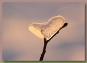 Фотография Шандры Елены