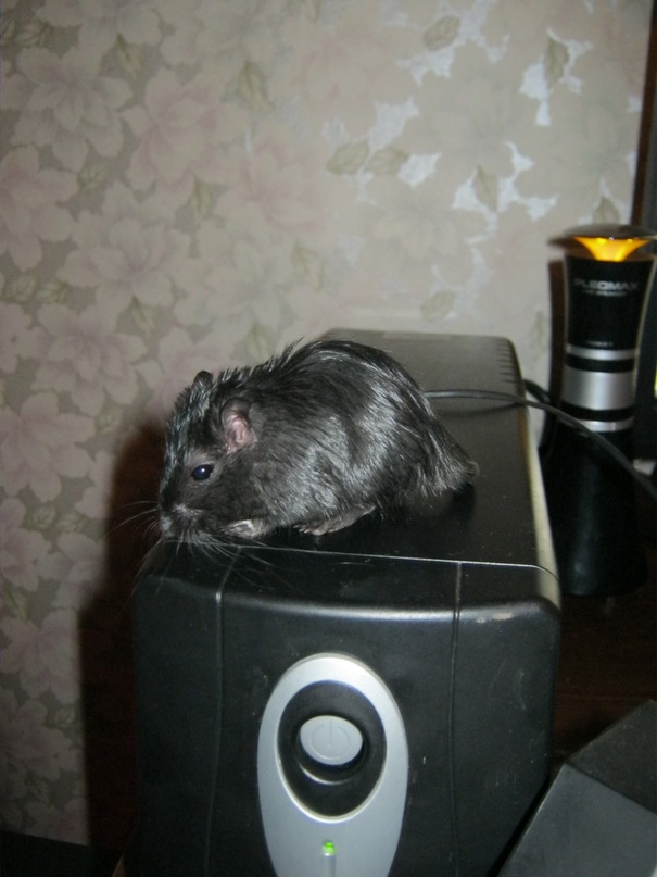 Яша Мышкин фотография #22